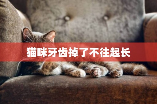 貓咪牙齒掉了不往起長