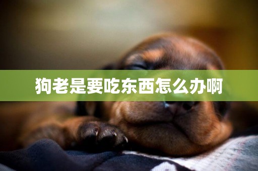 狗老是要吃東西怎么辦啊