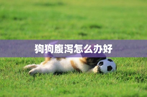 狗狗腹瀉怎么辦好
