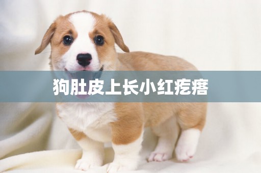 狗肚皮上長小紅疙瘩
