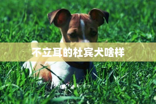 不立耳的杜賓犬啥樣