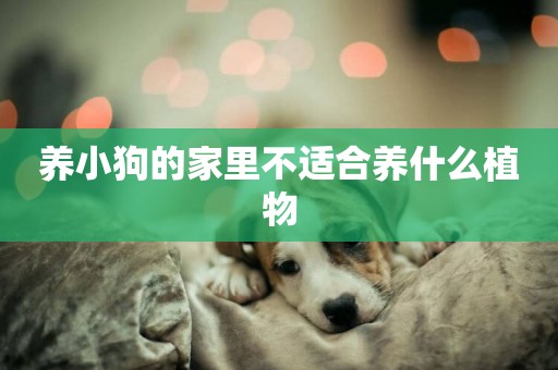 養小狗的家里不適合養什么植物
