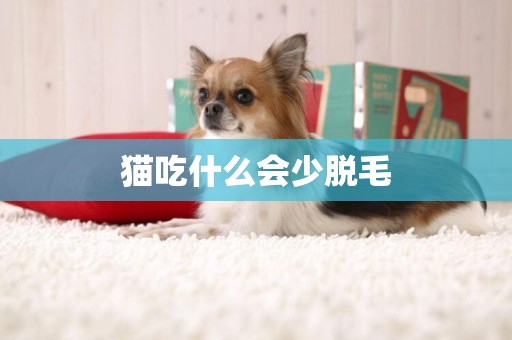 貓吃什么會少脫毛