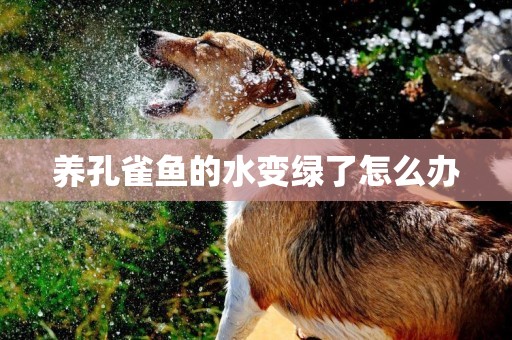 養孔雀魚的水變綠了怎么辦