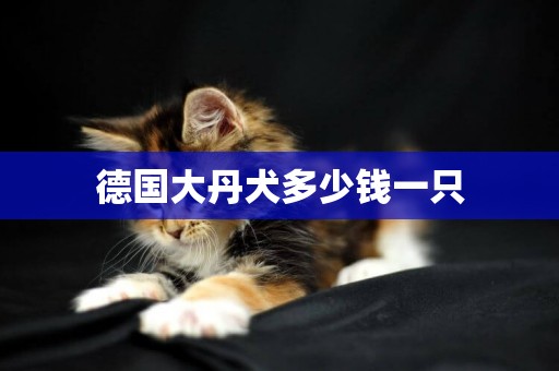 德國大丹犬多少錢一只