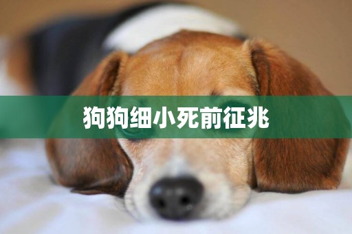 狗狗細小死前征兆