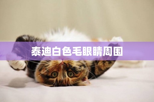 泰迪白色毛眼睛周圍