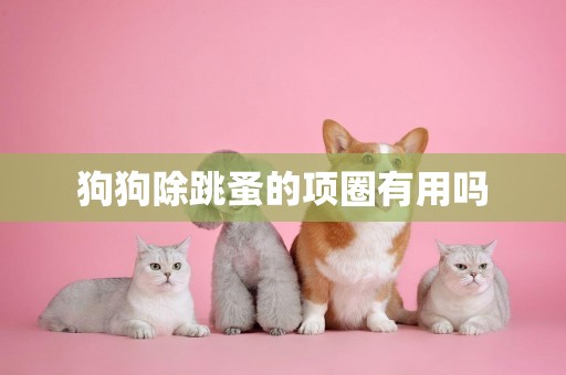 狗狗除跳蚤的項圈有用嗎