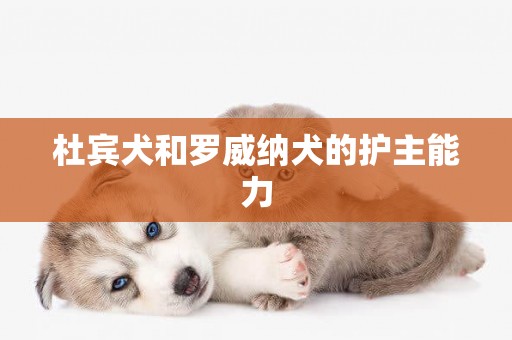 杜賓犬和羅威納犬的護主能力