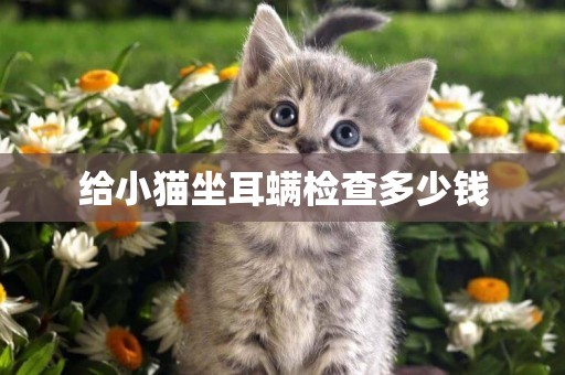 給小貓坐耳螨檢查多少錢