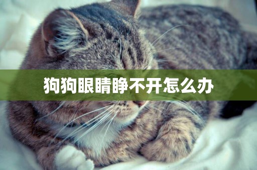 狗狗眼睛睜不開怎么辦