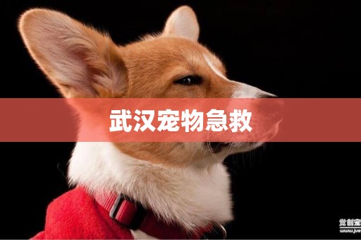 武漢寵物急救