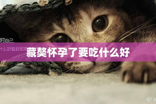 藏獒懷孕了要吃什么好