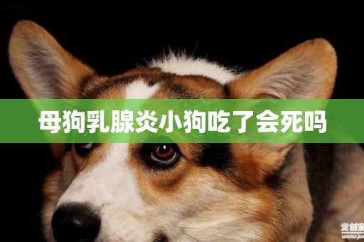 母狗乳腺炎小狗吃了會死嗎