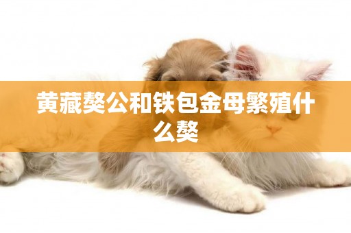 黃藏獒公和鐵包金母繁殖什么獒