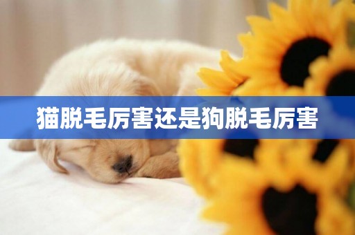 貓脫毛厲害還是狗脫毛厲害