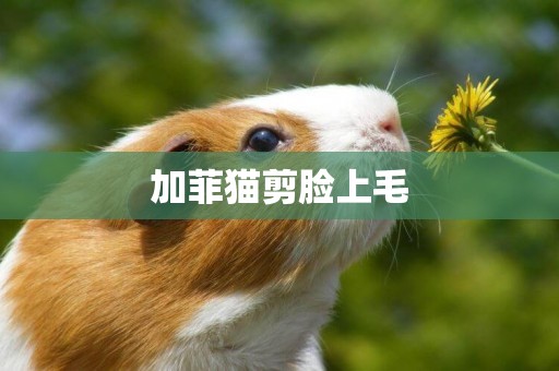 加菲貓剪臉上毛