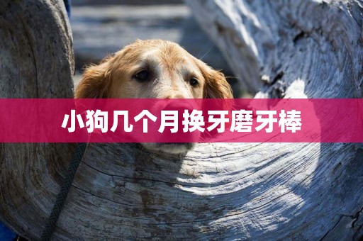 小狗幾個月換牙磨牙棒