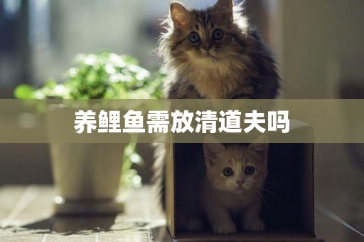 養鯉魚需放清道夫嗎