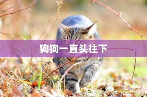 狗狗一直頭往下