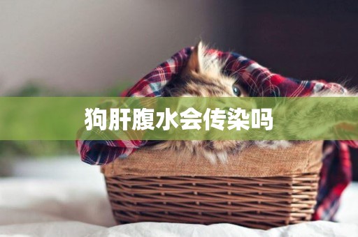 狗肝腹水會傳染嗎