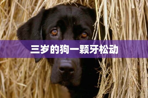三歲的狗一顆牙松動
