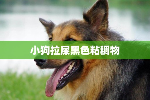 小狗拉屎黑色粘稠物