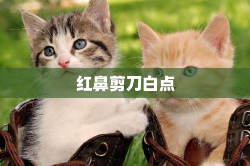 紅鼻剪刀白點
