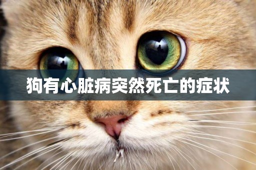狗有心臟病突然死亡的癥狀