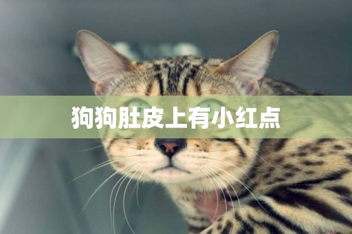 狗狗肚皮上有小紅點