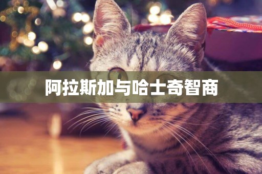 阿拉斯加與哈士奇智商