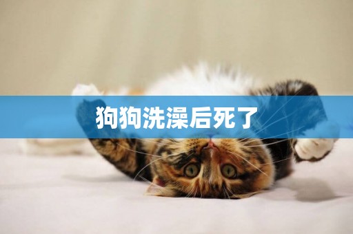 狗狗洗澡后死了
