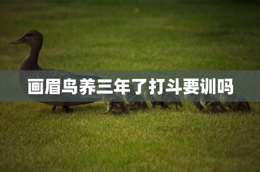 畫眉鳥養三年了打斗要訓嗎