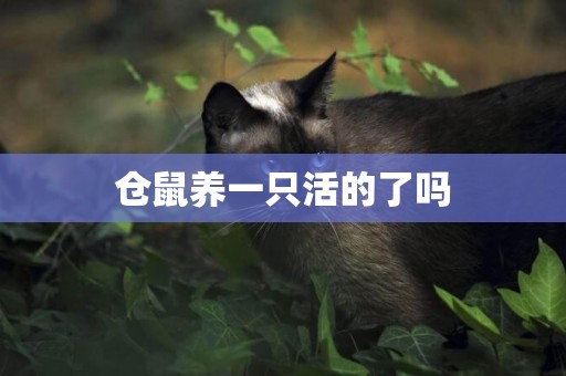 倉鼠養一只活的了嗎