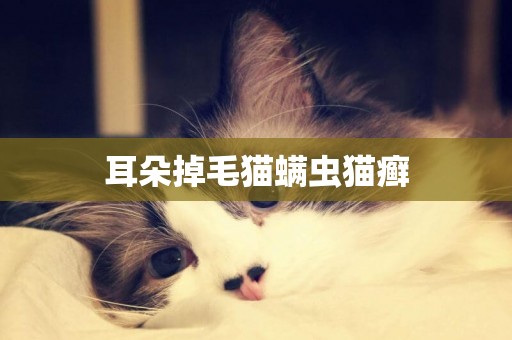耳朵掉毛貓螨蟲貓癬