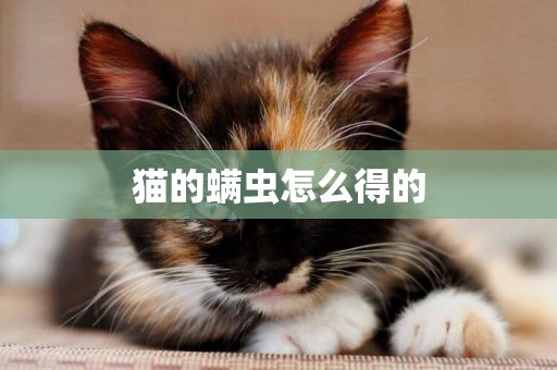 貓的螨蟲怎么得的