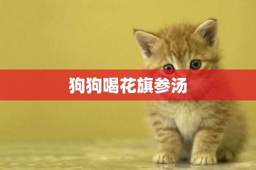狗狗喝花旗參湯