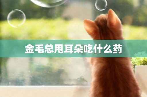 金毛總甩耳朵吃什么藥