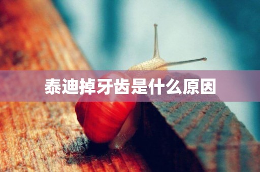 泰迪掉牙齒是什么原因