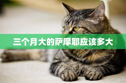三個月大的薩摩耶應該多大