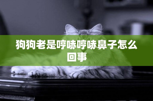 狗狗老是哼哧哼哧鼻子怎么回事