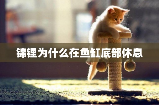 錦鋰為什么在魚缸底部休息