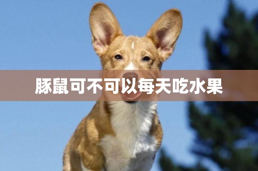 豚鼠可不可以每天吃水果