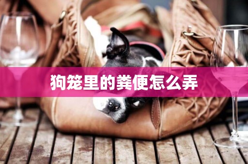 狗籠里的糞便怎么弄