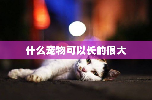 什么寵物可以長的很大