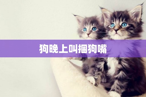 狗晚上叫捆狗嘴