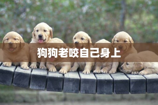 狗狗老咬自己身上