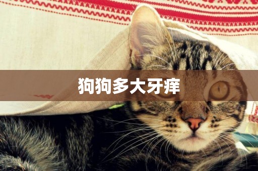 狗狗多大牙癢