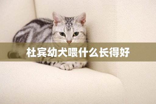 杜賓幼犬喂什么長得好