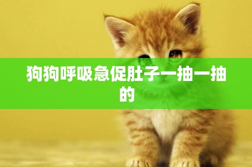 狗狗呼吸急促肚子一抽一抽的
